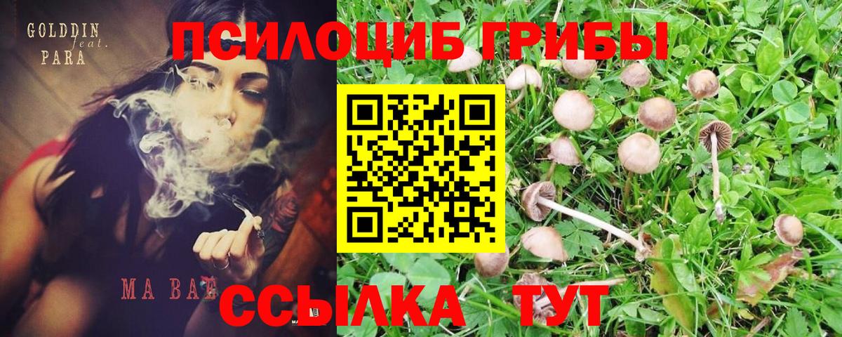 Псилоцибиновые грибы Psilocybe Прокопьевск